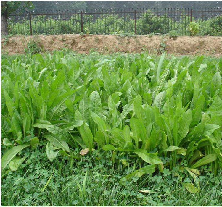 魯梅克斯 俄羅斯飼料菜，多年生四季牧草的種植與利用指南